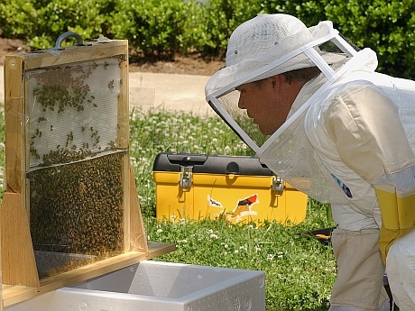 Este-apicultura-o-afacere-profitabila