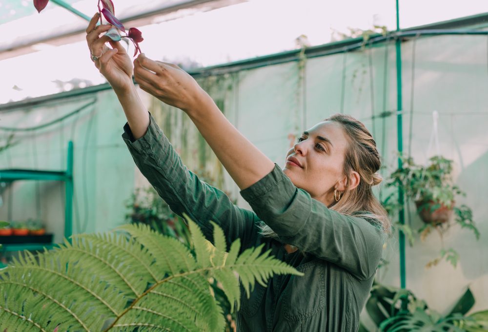 Cum influențează plasa de umbrire ciclul de creștere al plantelor?