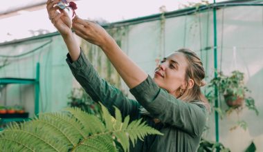 Cum influențează plasa de umbrire ciclul de creștere al plantelor?